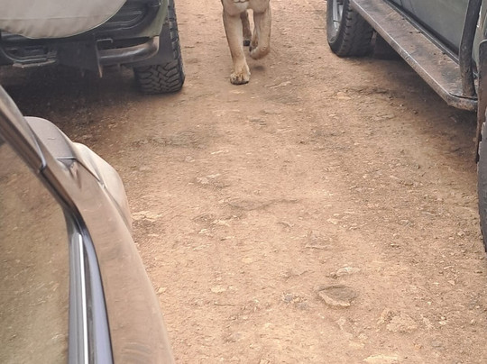 Eco Sure Trails-内罗毕必去景点