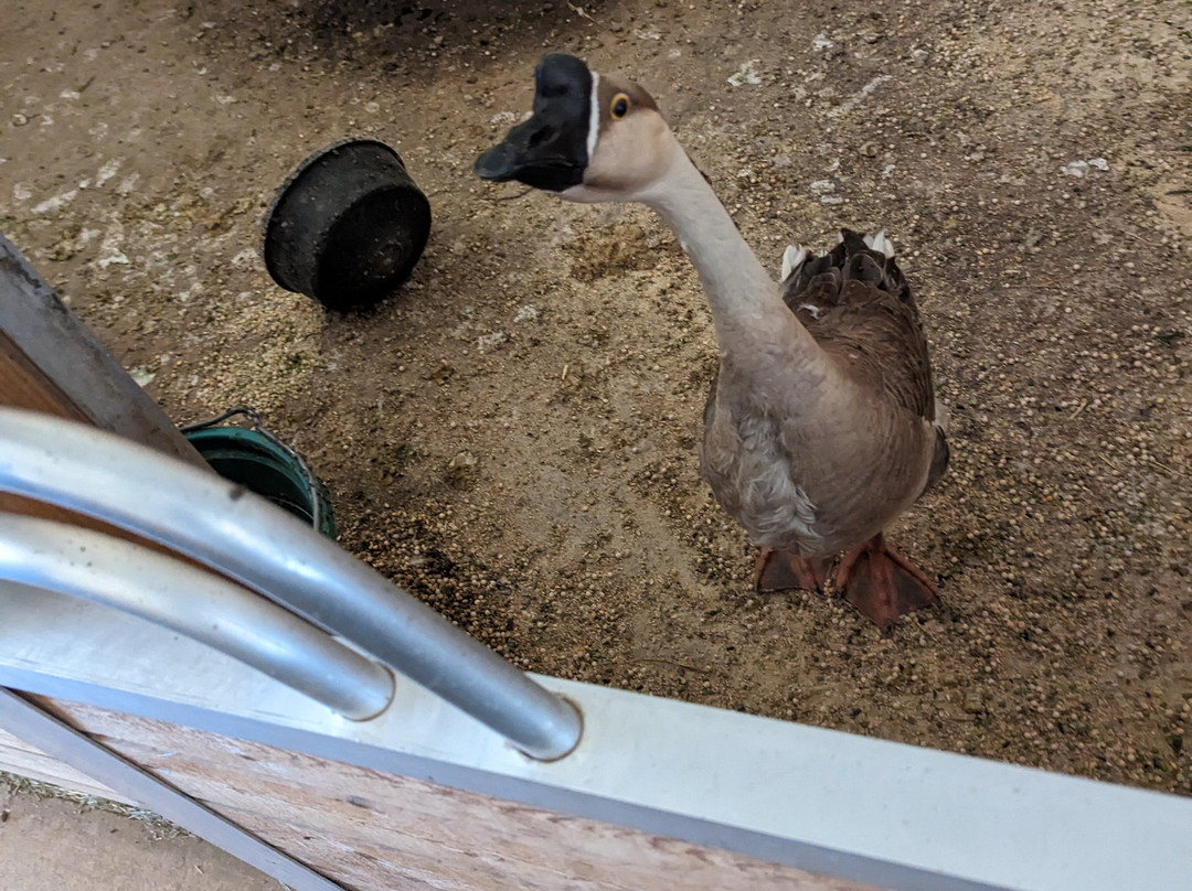 Alpine Acres Sanctuary Farm-Alpine必去景点