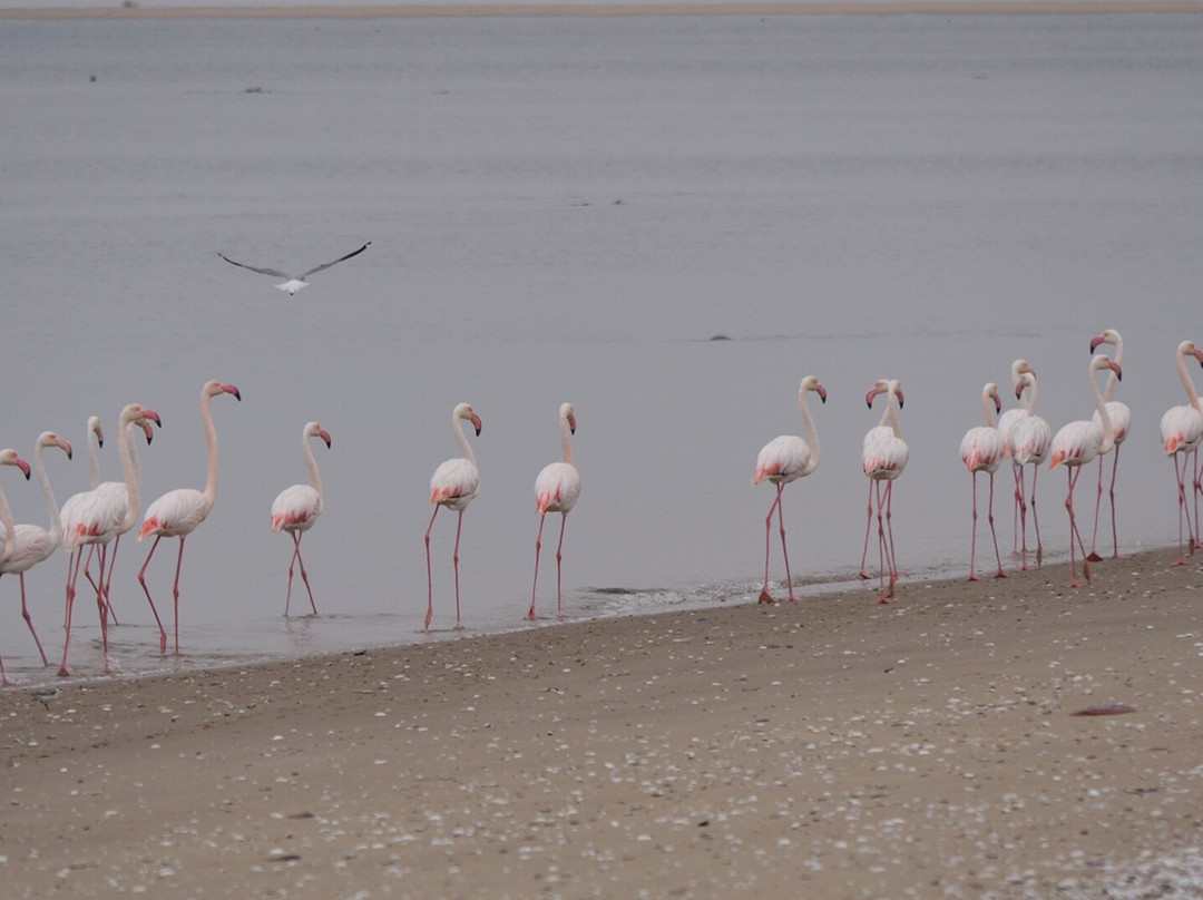 Sandwich Harbour 4x4-华维斯湾必去景点