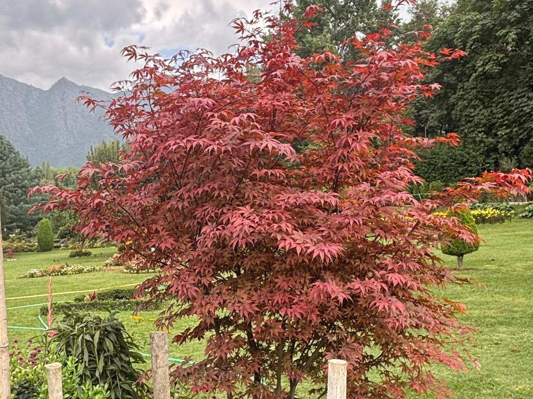 Jawaharlal Nehru Memorial Botanical Gardens-斯利那加必去景点