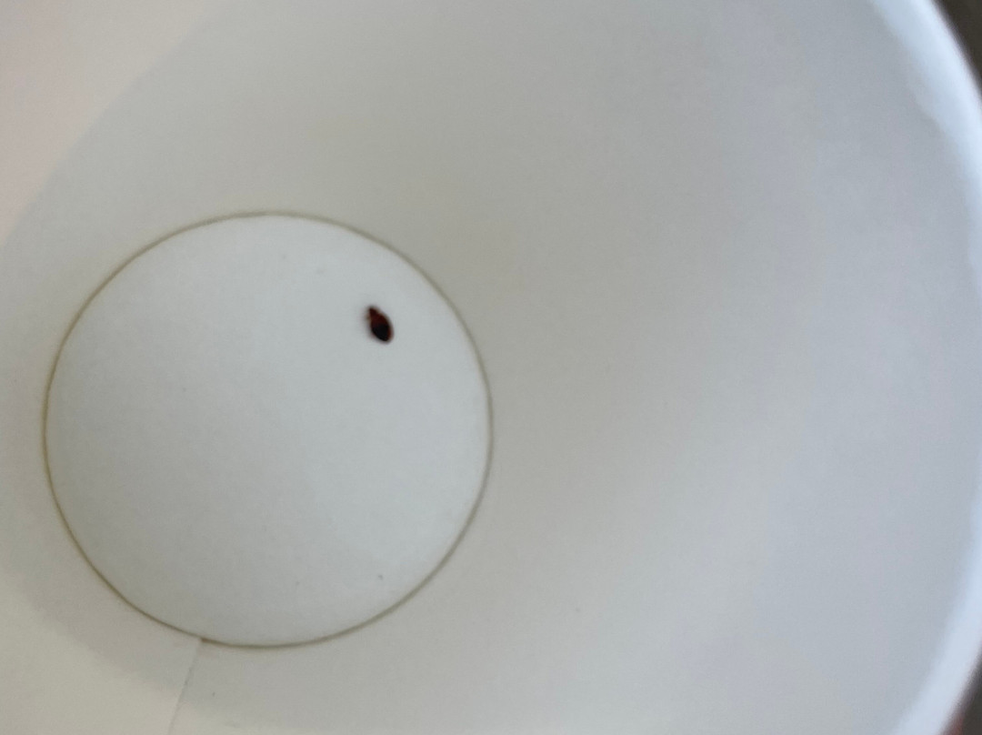 Super 8 by Wyndham Stettler主图