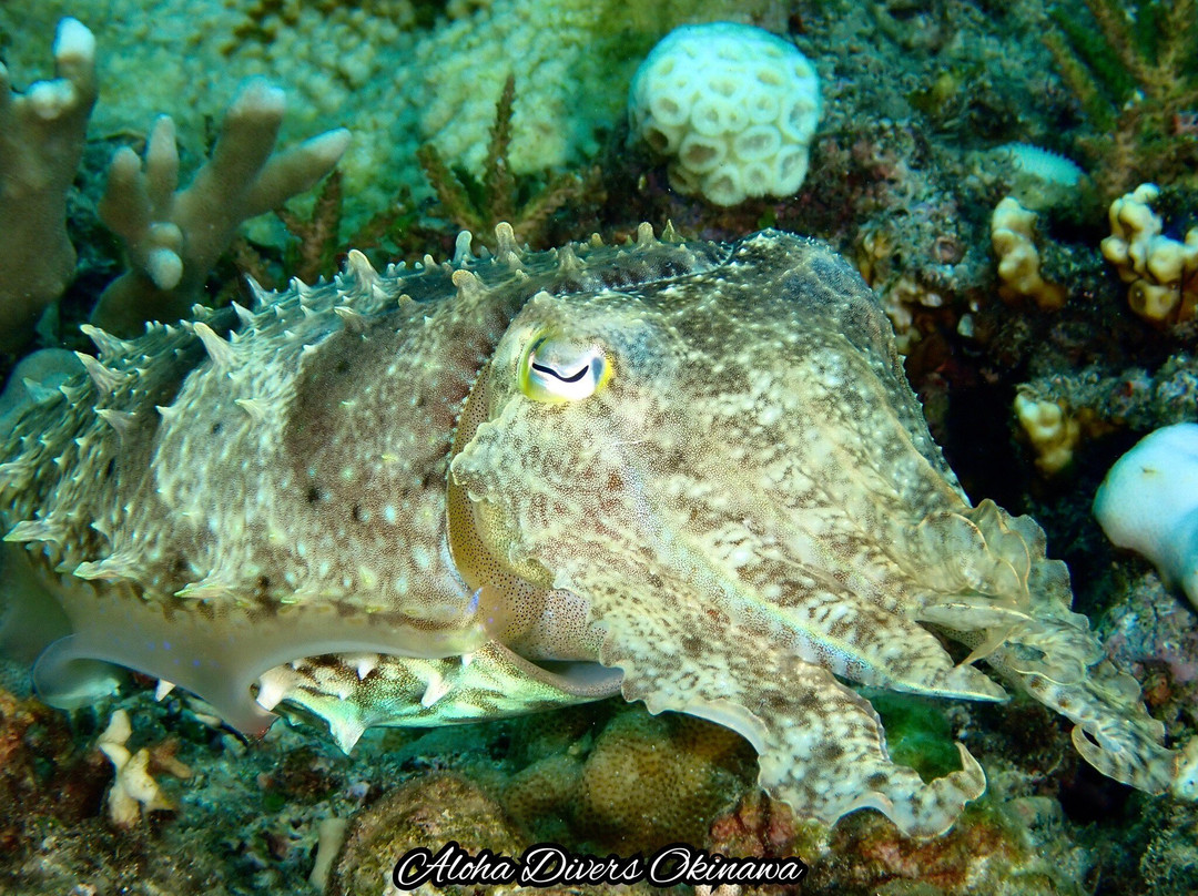 Aloha Divers Okinawa-嘉手纳町必去景点