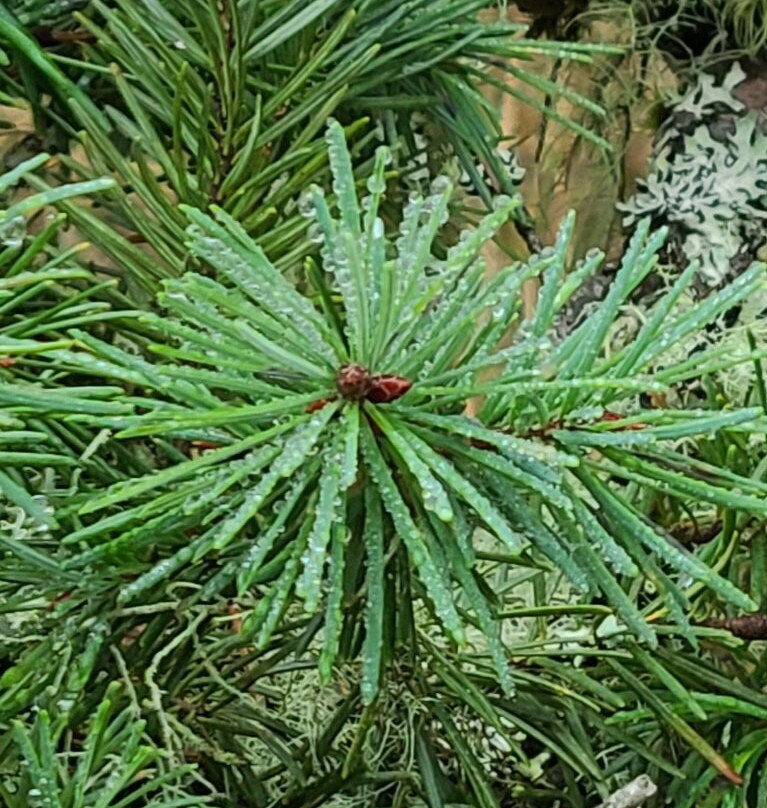 Spencer Butte-尤金必去景点