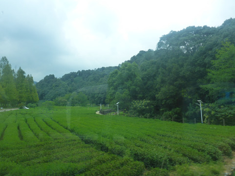 梅家坞-杭州市必去景点
