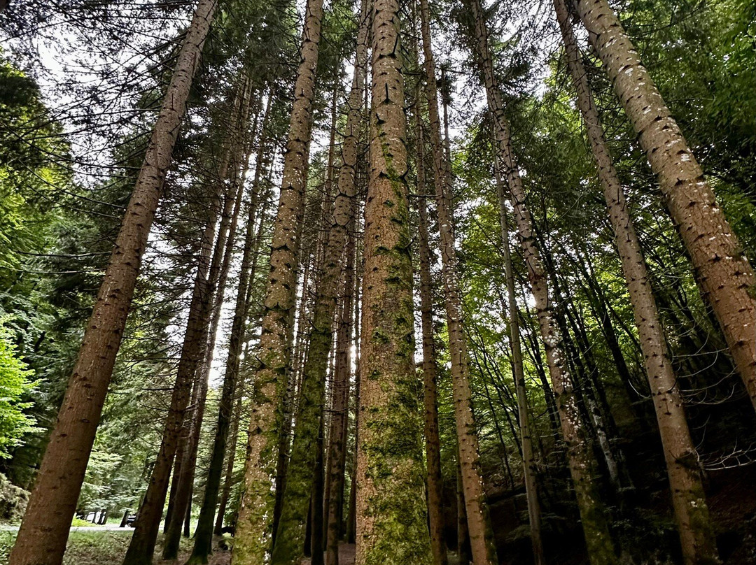 Quinto Real Forest-Eugi必去景点