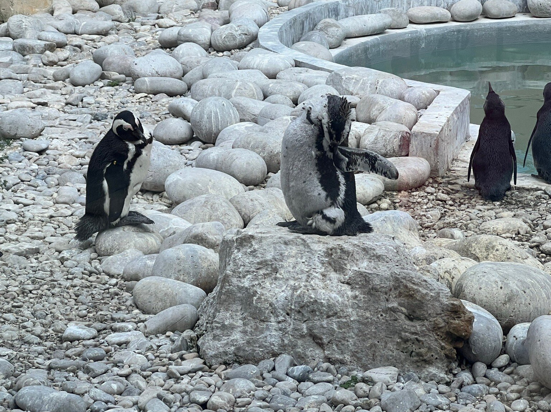 African Penguin & Seabird Sanctuary-干斯拜必去景点