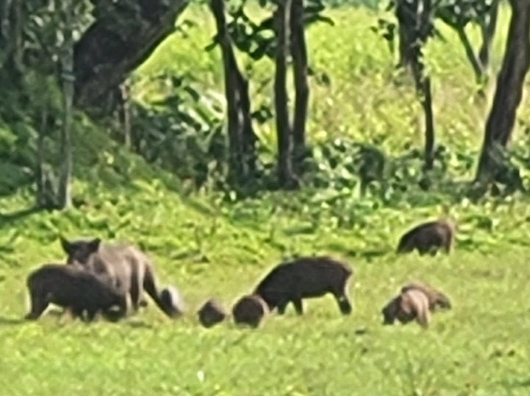 Periyar Wildlife Sanctuary景点图片