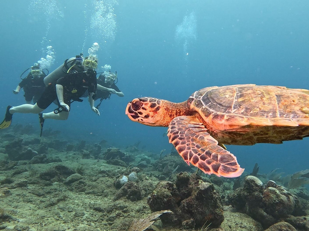 Undersea Tobago Ltd-克朗波因特必去景点