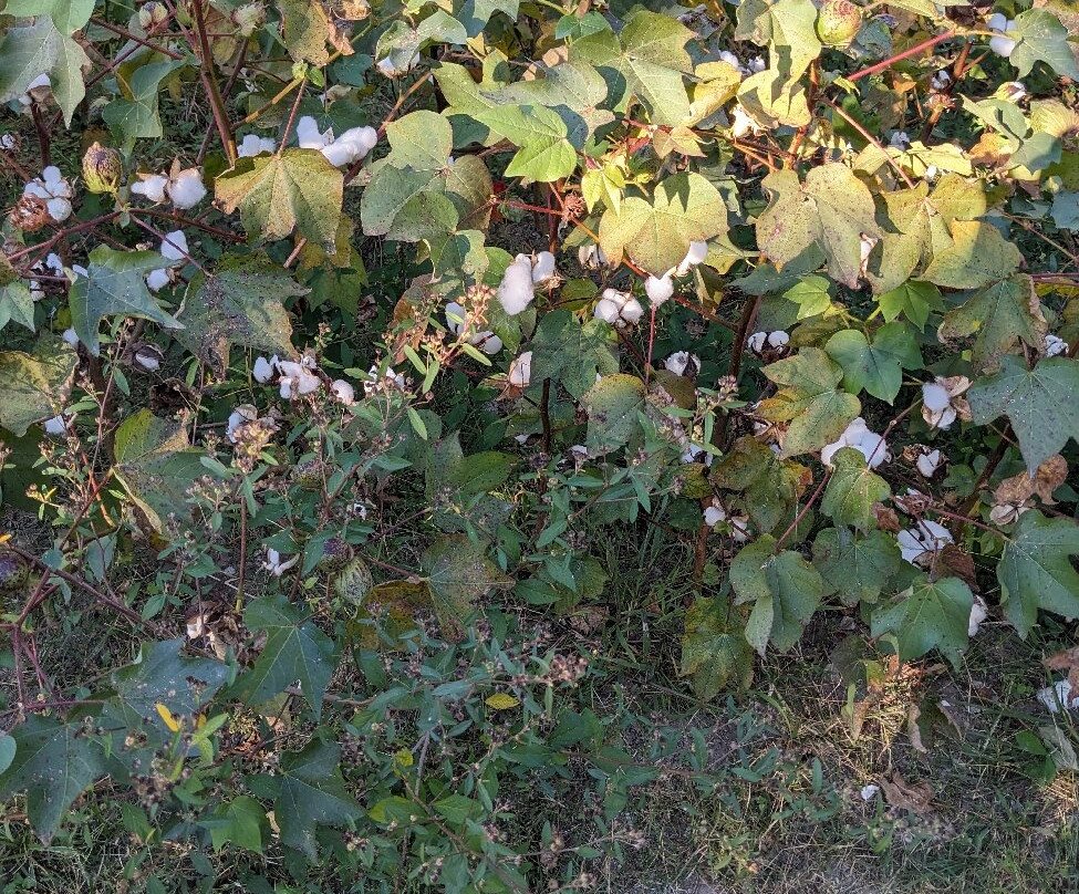 Historic Oak View County Park-罗利必去景点