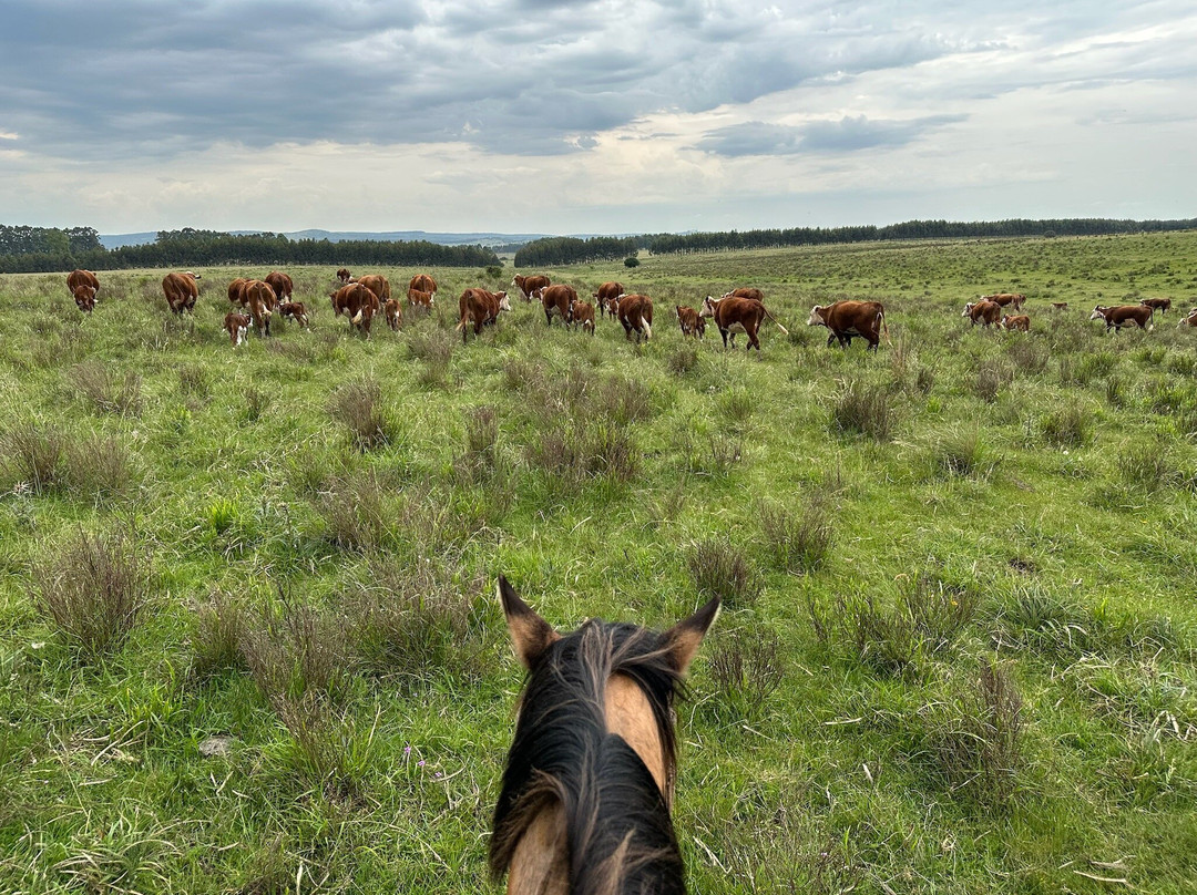 Estancia La Pilona Horse Farm-Mariscala必去景点