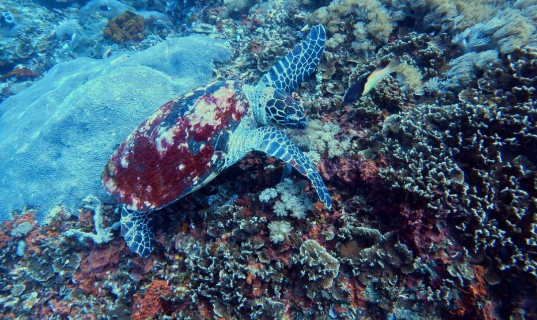 Noosa Dive Resort-Ped必去景点