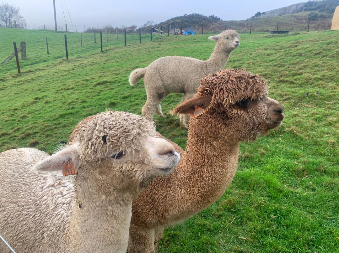 Antur Alpaca At Geufron Farm景点图片