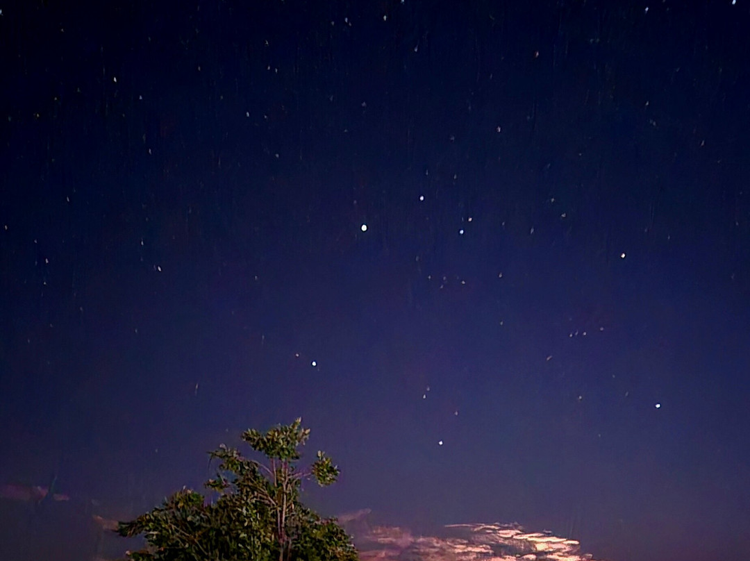 The Royals Apricot Garden