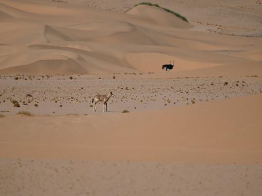 Wilderness Serra Cafema主图