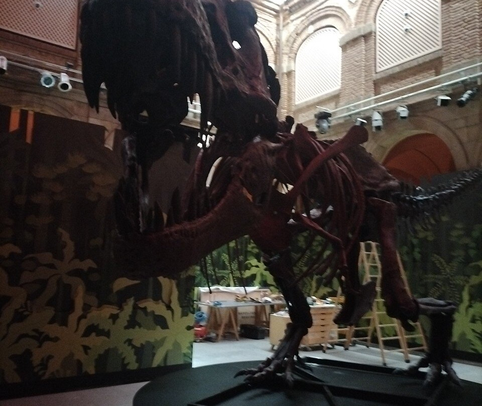 Museo Arqueológico y Paleontológico-阿尔卡拉-德-哈纳雷斯必去景点