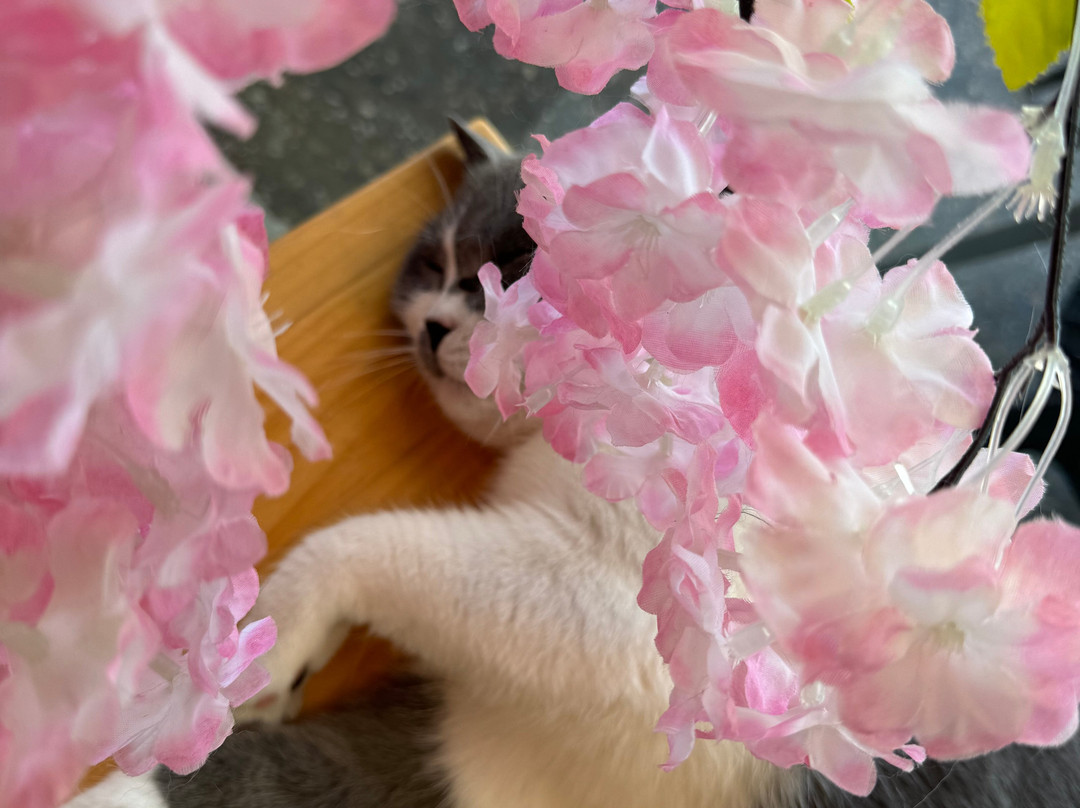 Supermarcat Cat Café