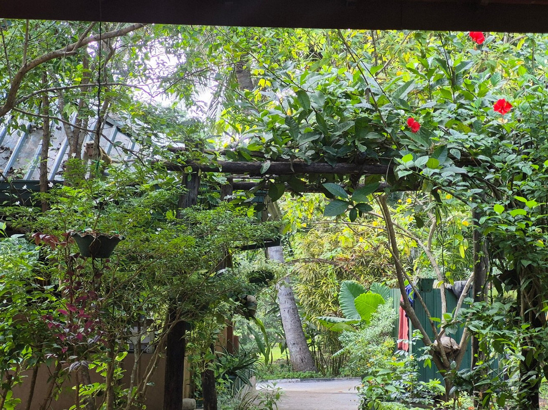 Ayurveda Kuren Maho主图