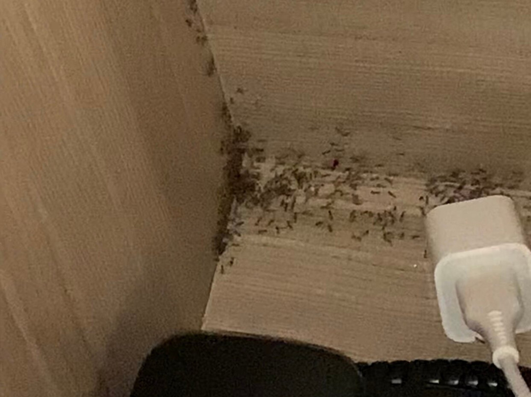 SpringHill Suites by Marriott Birmingham Gardendale主图