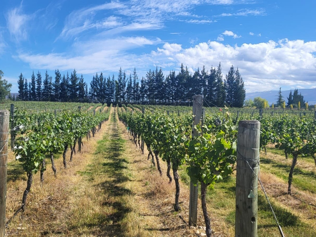Grey Ridge Vineyard Experience