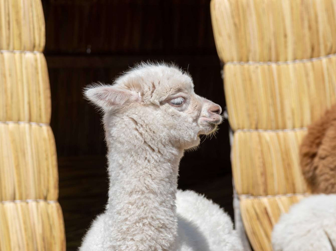 Sonesta Posadas Del Inca