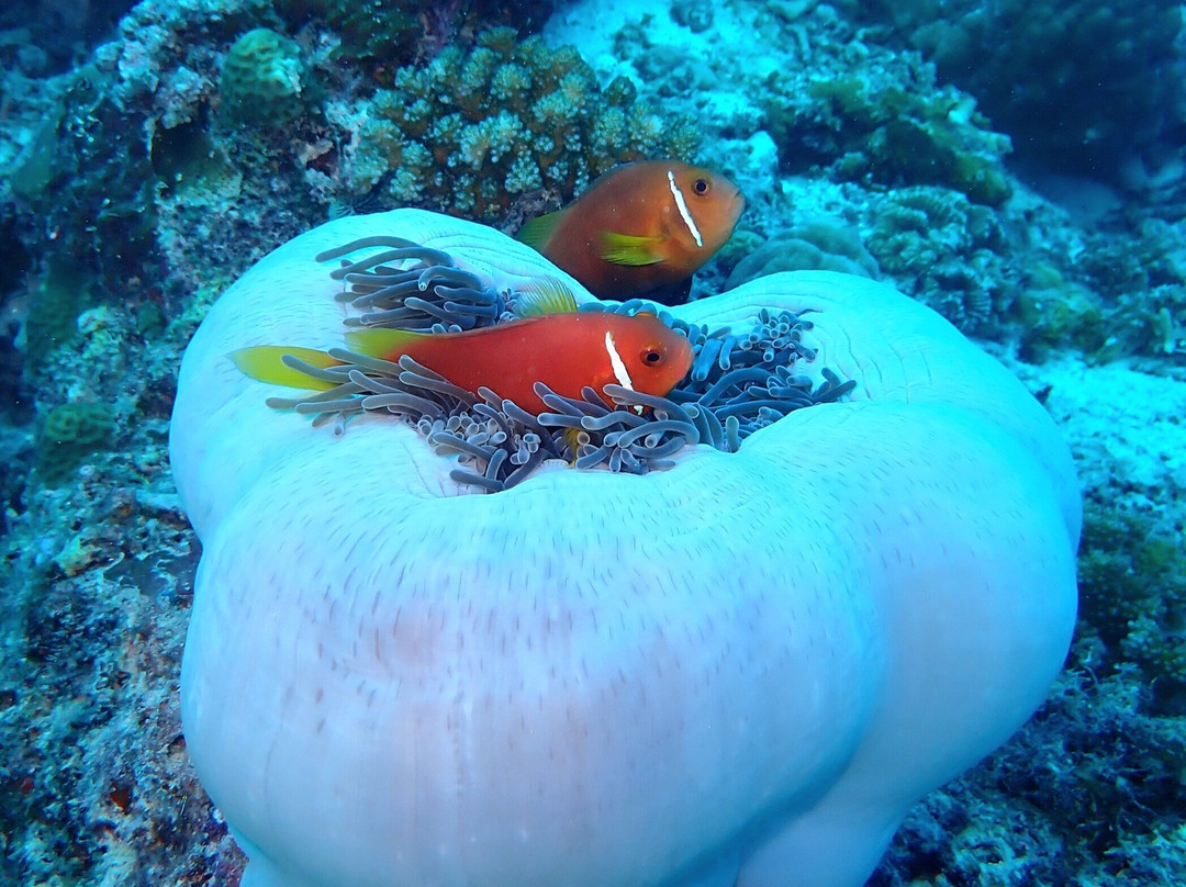 Sinai Dive Club Maldives-马富士岛必去景点