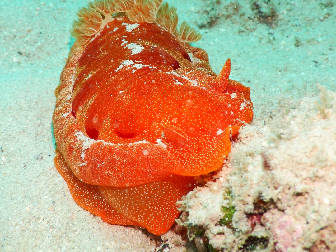 Pilbara Dive And Tours Pty Ltd-卡拉萨必去景点