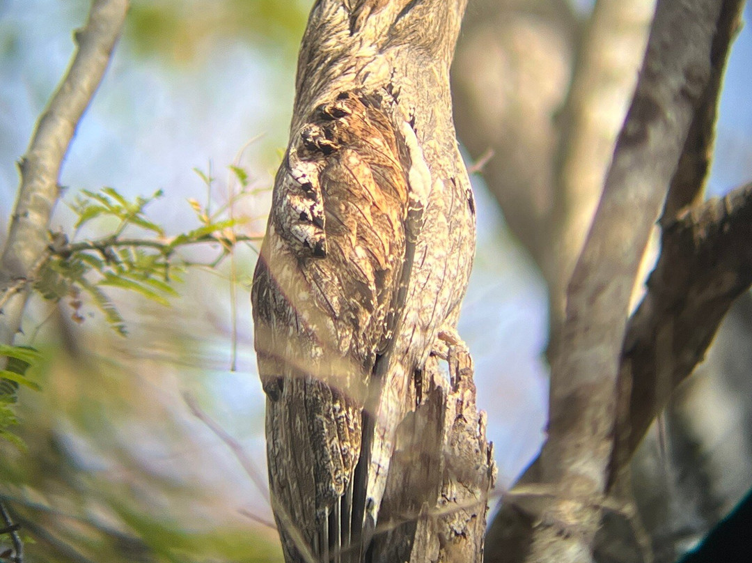 Bird Guide Cornelio-瓦图尔科必去景点