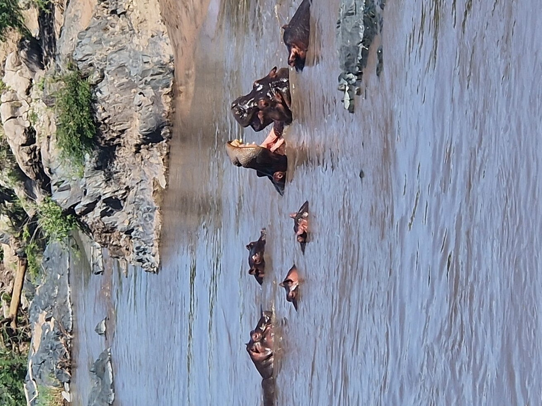 Serengeti Hippo Pool-塞伦盖蒂国家公园必去景点