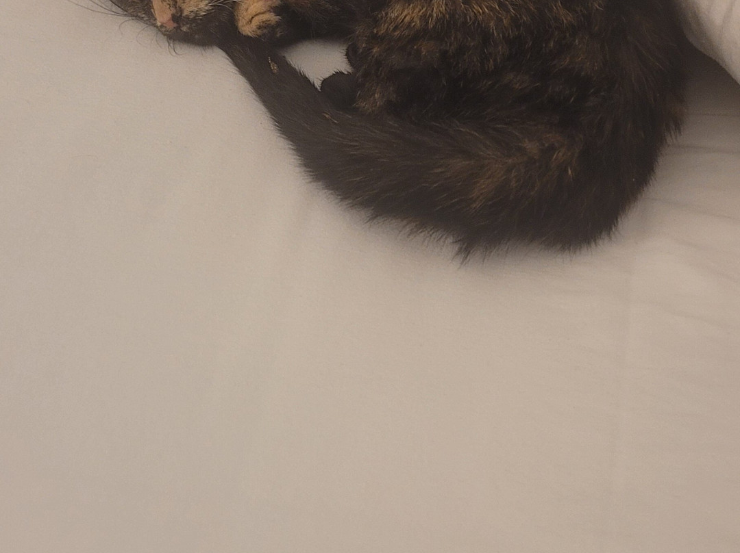 Drury Inn & Suites Evansville East主图