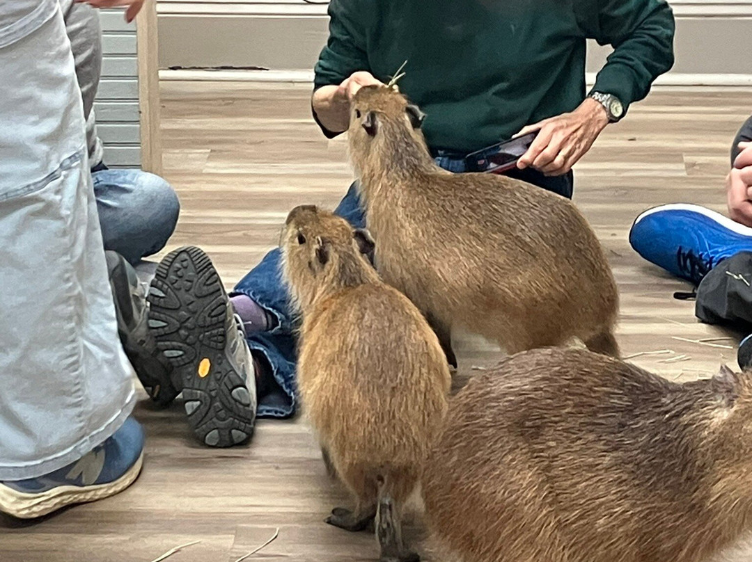Capybara Cafe景点图片
