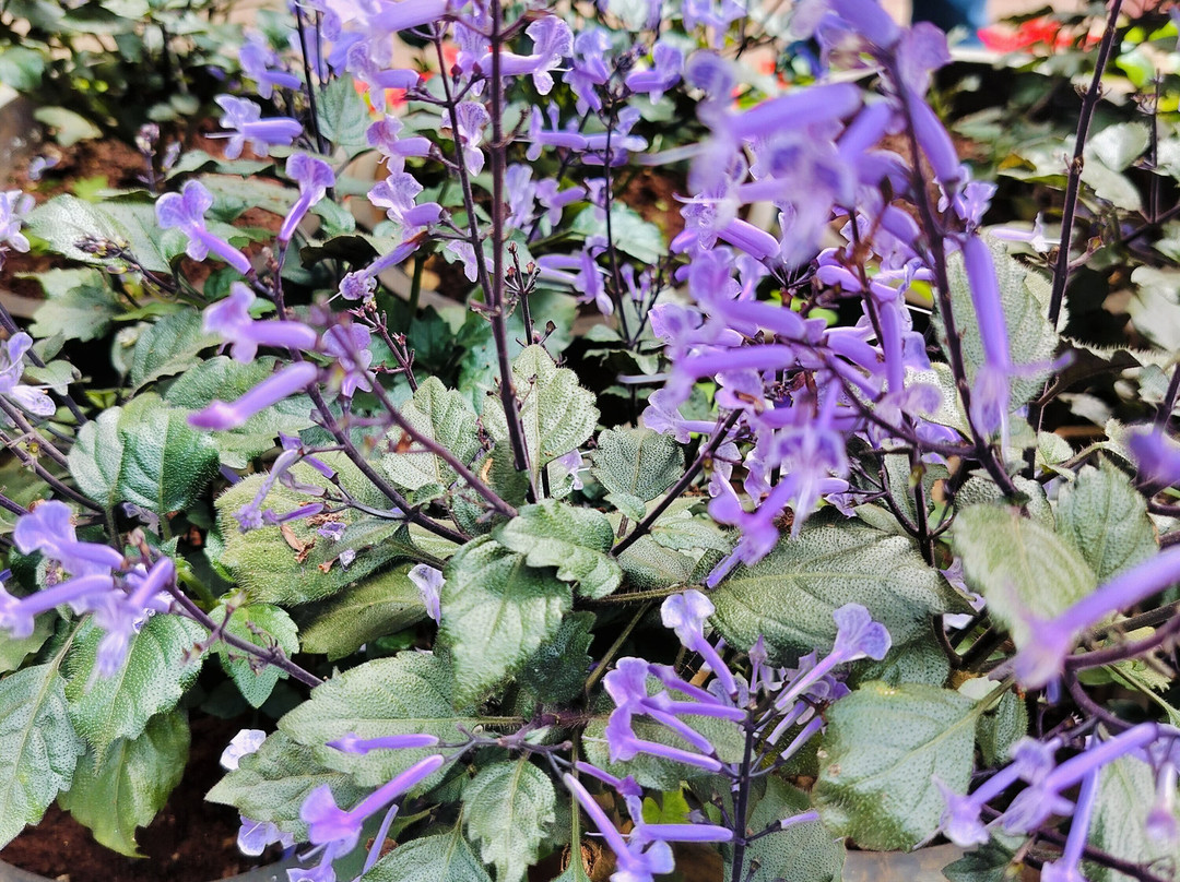 Hotel Amora Premium主图