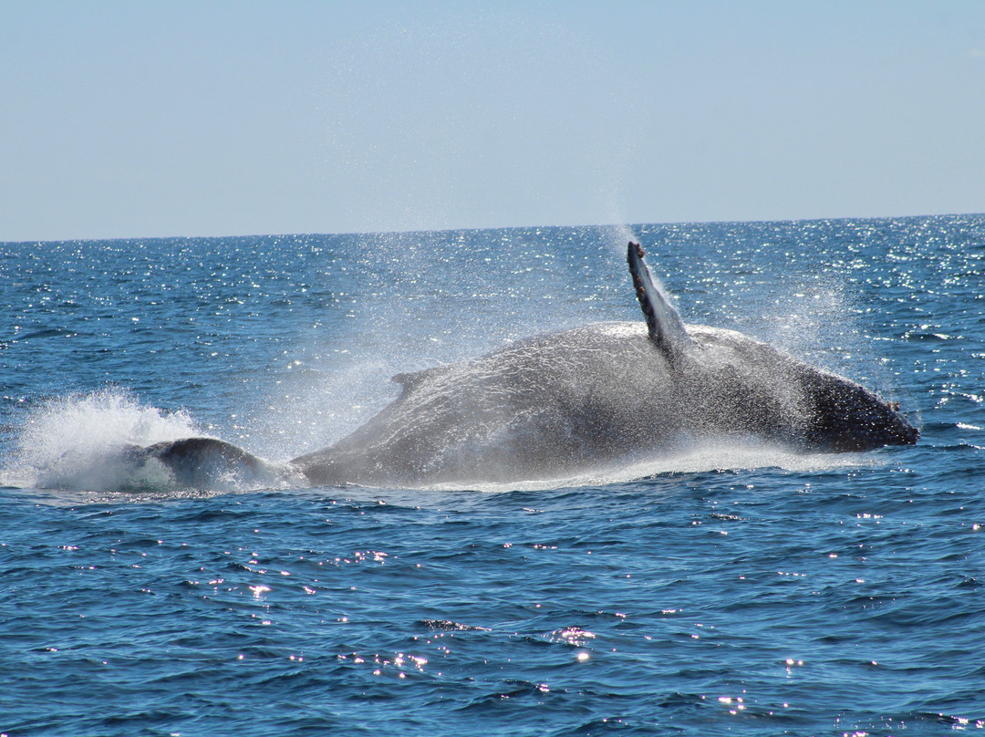 Papillon Yachts Rental Los Cabos-卡波圣卢卡斯必去景点