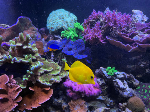 St. Lucie County Aquarium - Smithsonian Marine Ecosystems Exhibit-匹尔斯堡必去景点