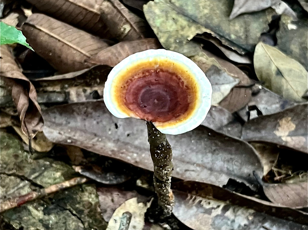 PORANDUBA AMAZÔNIA-玛瑙斯必去景点