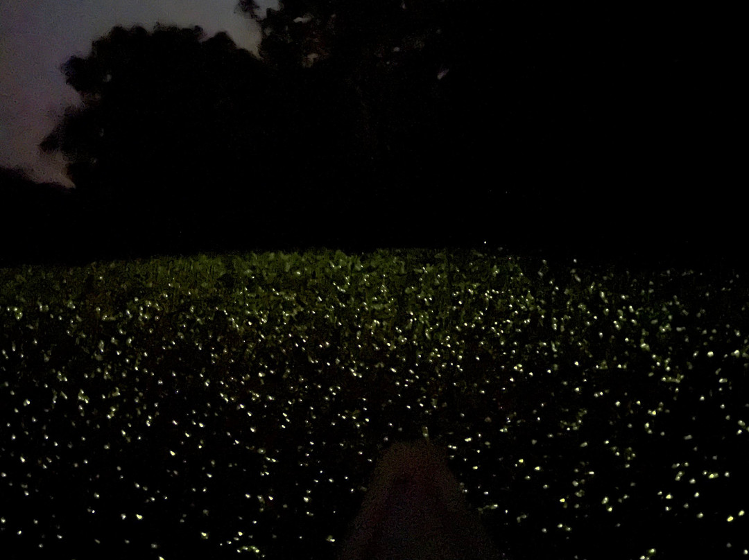 Henry Eco Tours-Coca必去景点