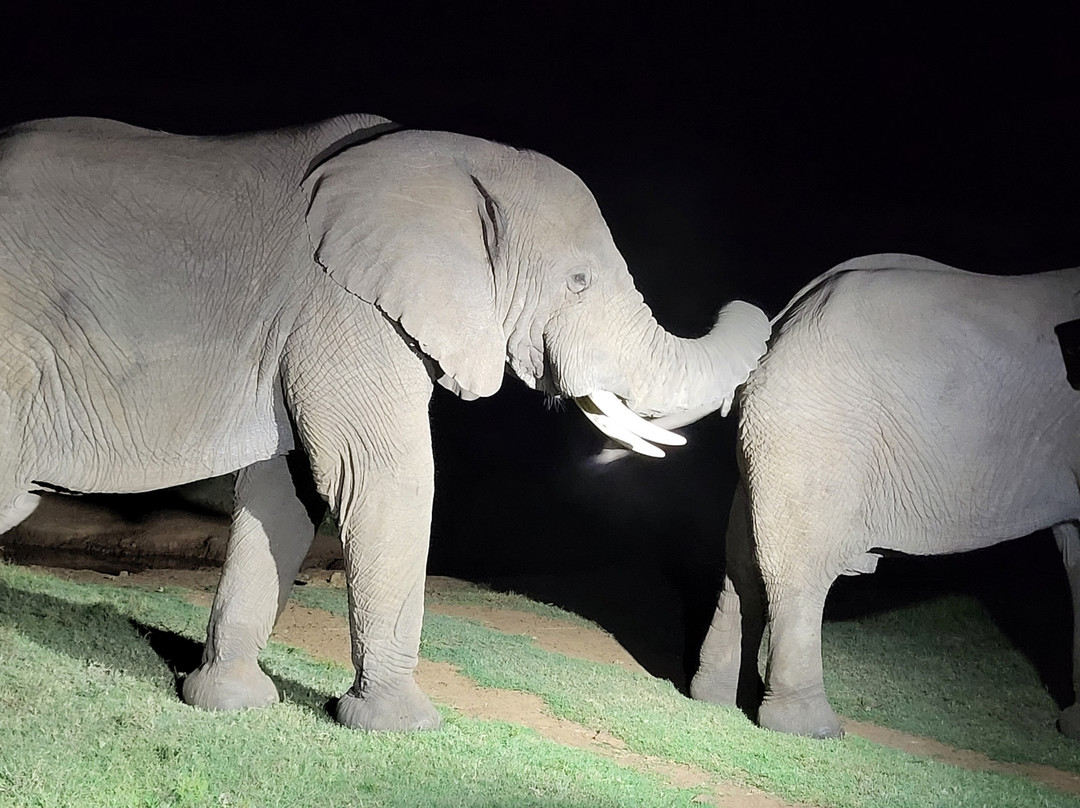 Schotia Tooth and Claw Safari-Addo Elephant National Park必去景点