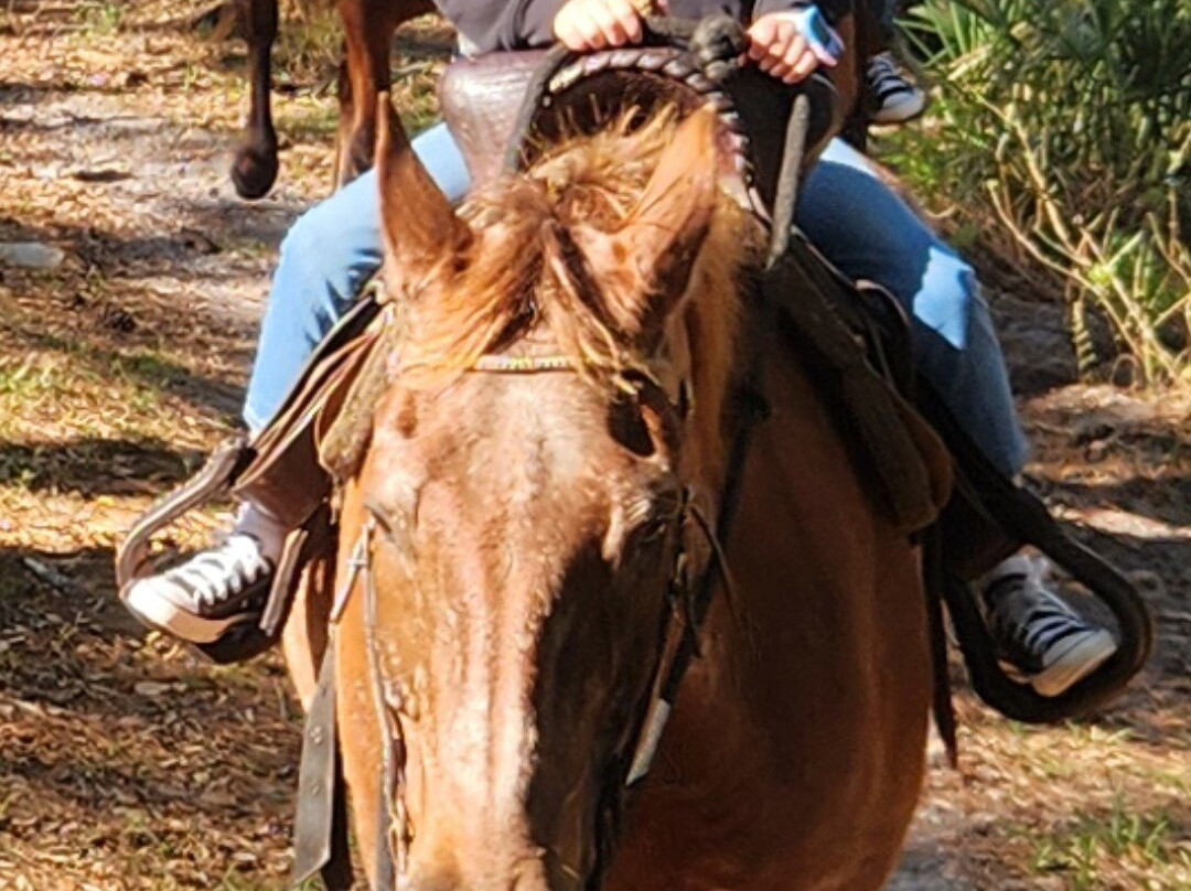 Wagon Wheel Horse Farm-奥基乔比必去景点