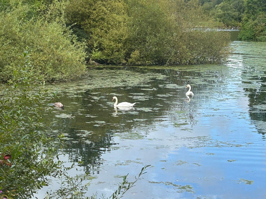 Golden Acre Park景点图片