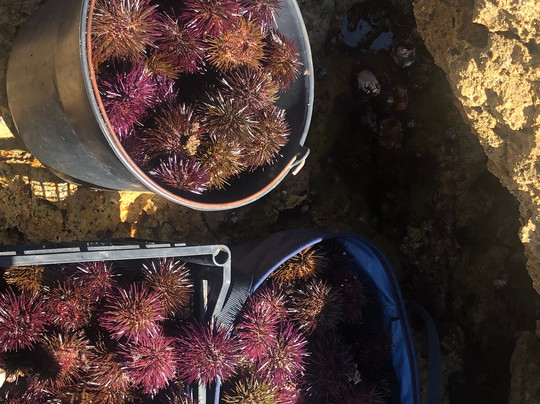 La Courbine d'Argent主图