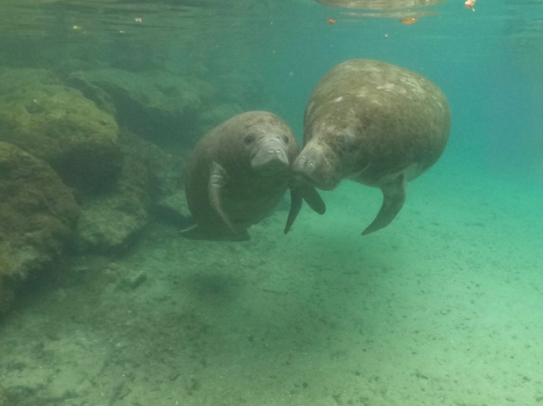 Manatees In Paradise-克里斯特尔里弗必去景点