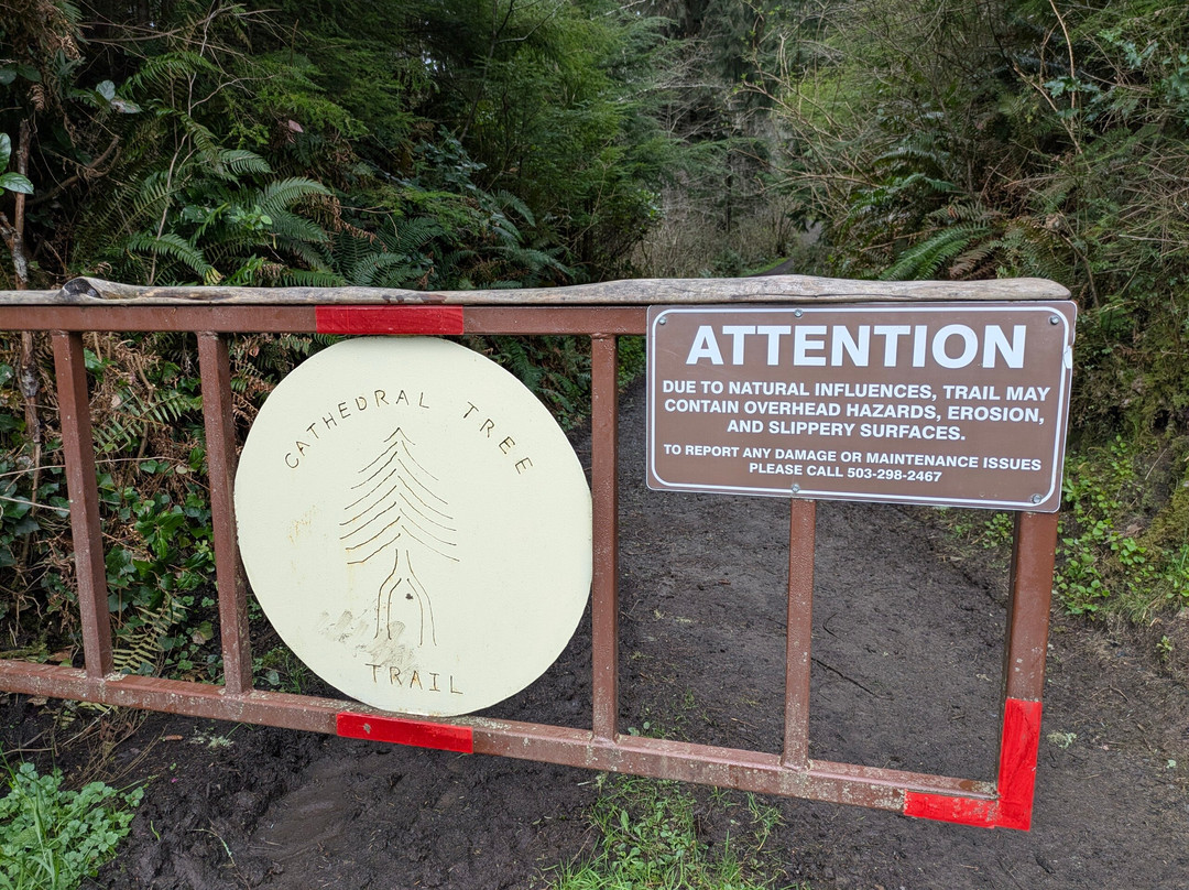 Cathedral Tree Trail-阿斯托里亚必去景点