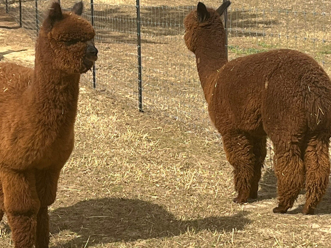 Misty Pond Alpaca Farm & Store-帕迪尤卡必去景点
