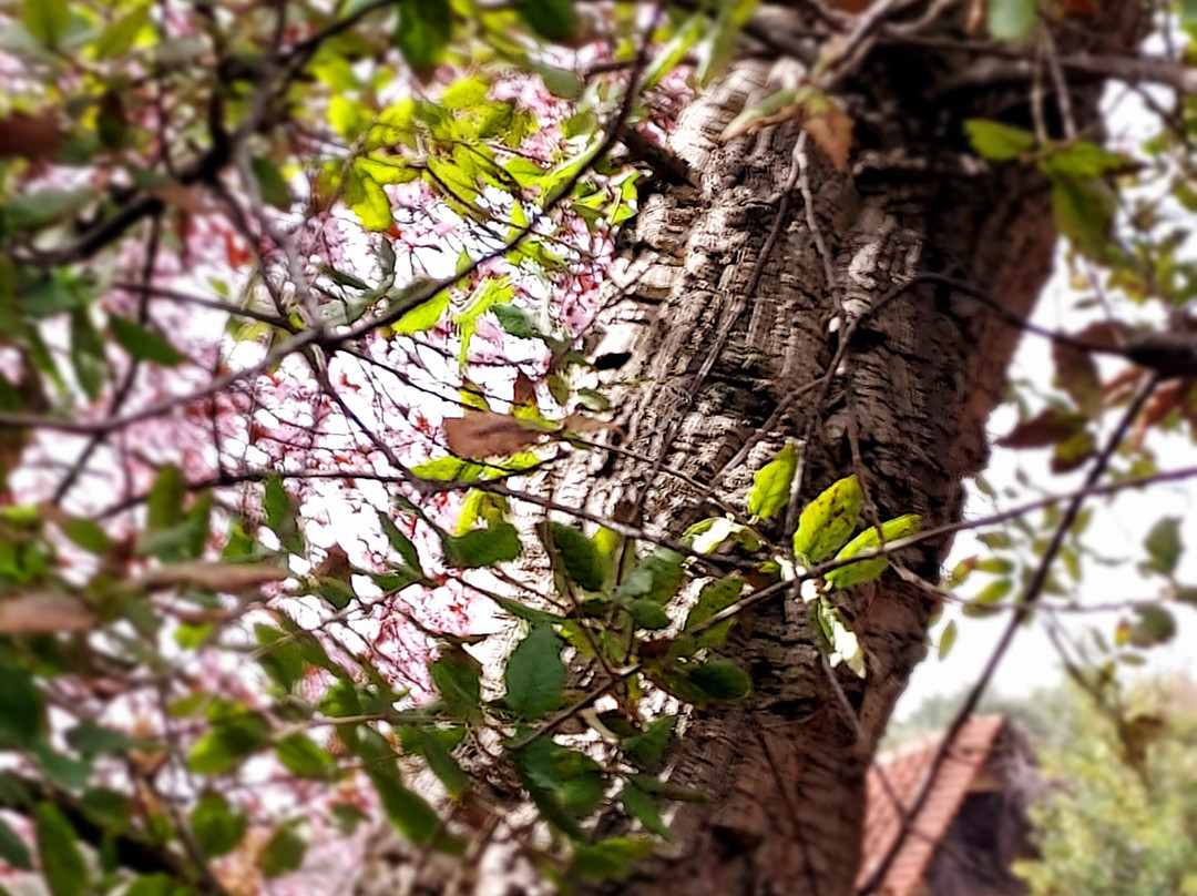 Ktima Palivou-Nemea必去景点