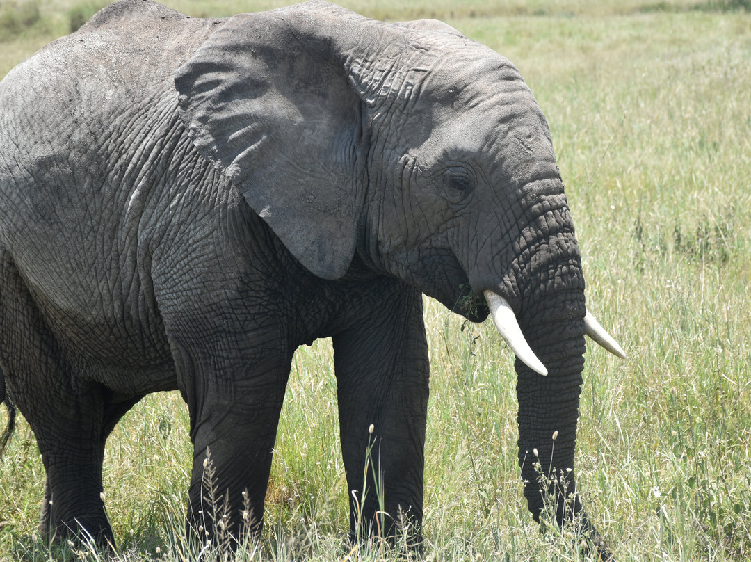 Next Stop Tanzania-阿鲁沙必去景点