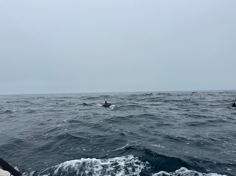 O'side Whales-欧申赛德必去景点