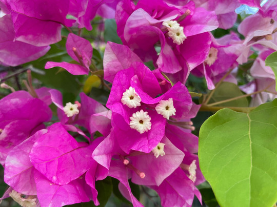 The Mall-达尔文市必去景点