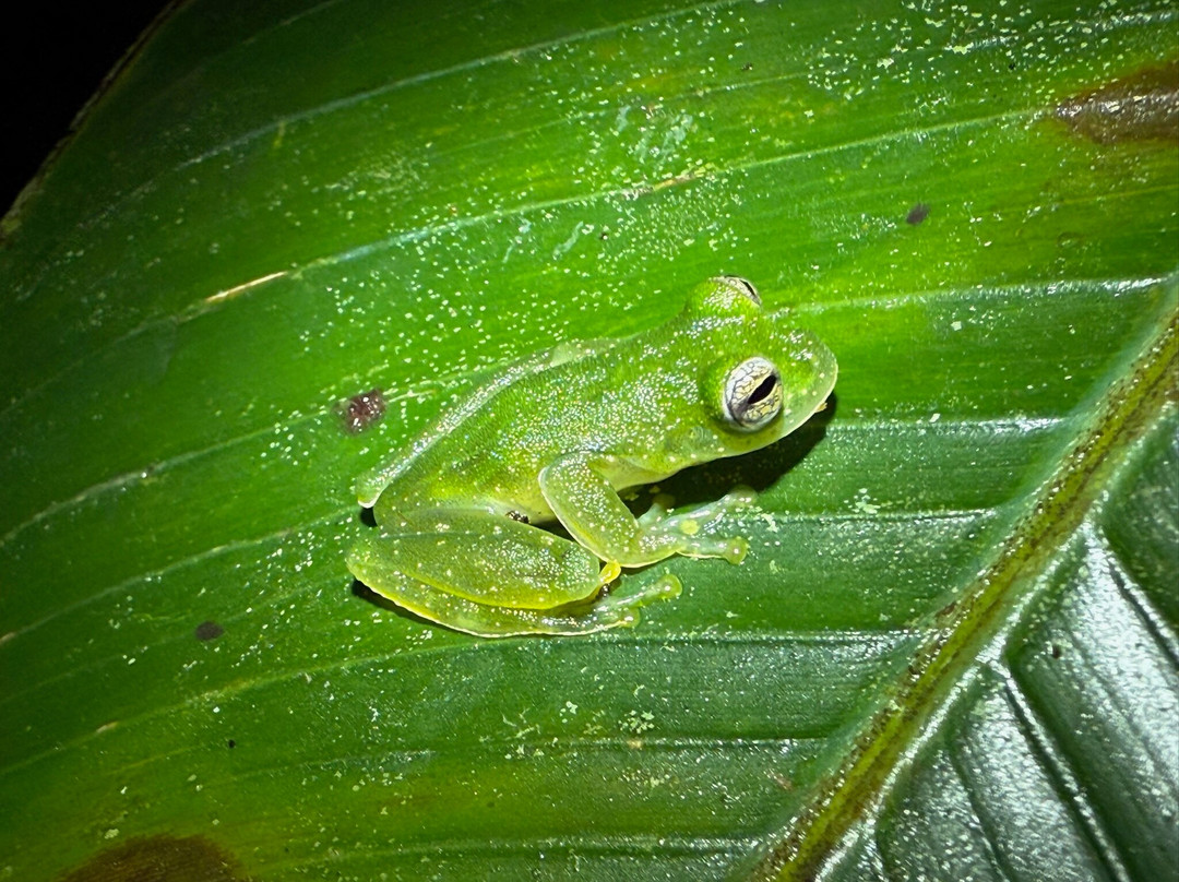 Sierpefrogs-Sierpe必去景点