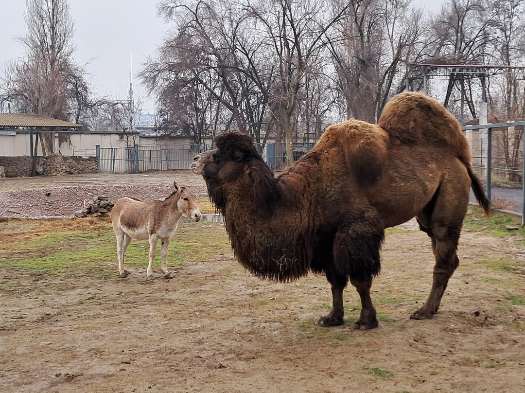 Tashkent Zoo-塔什干必去景点