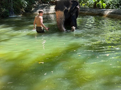 Chalong Elephant Retirement-普吉镇必去景点