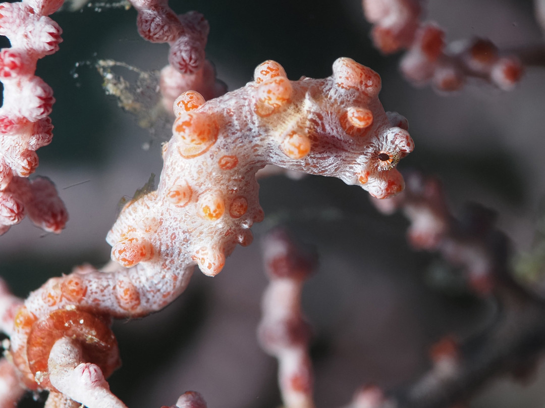 Dive Into Raja Ampat At Waiwo Resort